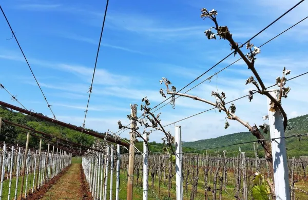 Poškodbe na vinski trti so več kot očitne tudi v kraškem 
vinogradu v Brestovici pri Komnu.