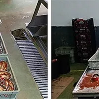 Je rok uporabe sardinam potekel? Nič hudega, v portugalski 
“tovarni” so konzerve odprli, sardinam dodali paradižnikovo 
mezgo in sol ter jih zapakirali v novo embalažo.