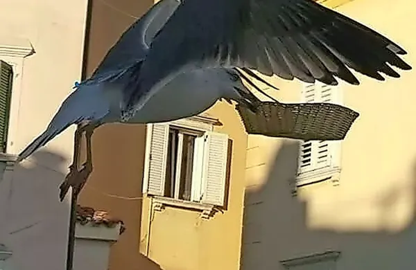 Tako je galeb  gostu med jedjo 
odnesel   košarico s kruhom. 
