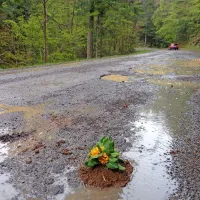 Na luknjasti cesti je našlo mesto tudi nekaj rožic.