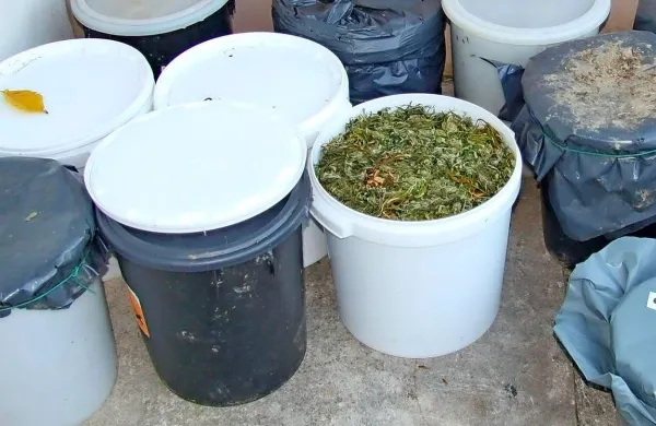 Na Vogrskem so kriminalisti pri 69-letnem moškem konec 
oktobra 2015 našli več kot 40 kilogramov posušene indijske 
konoplje.