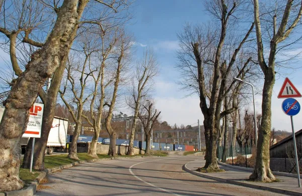  Arborist med drugim ve, katerim drevesom sme požagati  vse 
veje in zakaj nekaterim vrstam ne.