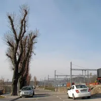 Arborist med drugim ve, katerim drevesom sme požagati  vse veje in zakaj nekaterim vrstam 
ne. V Postojni denimo tega ne prenesejo drevesa v Gregorčičevem drevoredu.  