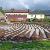 Sodra, ki se je v nedeljo popoldne usula po Baču in bližnjih 
vaseh, je scefrala vso zelenjavo, večje gospodarske škode pa 
ni povzročila.
