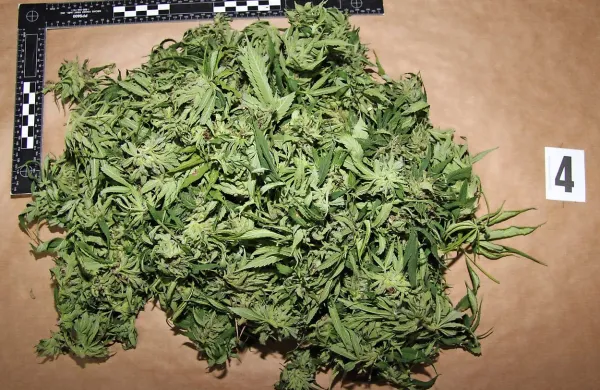 Tehtnica je pokazala, da je  obtoženi v izolskem stanovanju 
hranil 675 gramov konoplje.