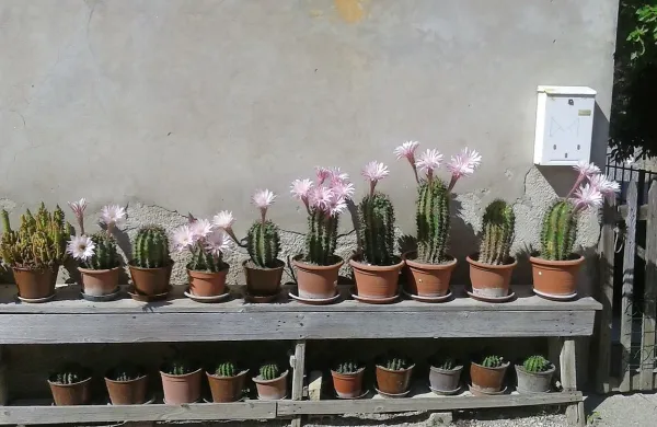 Četica bodečih lepotcev