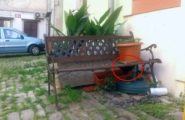 Krajani so najprej zaslišali nenavaden zvok, na pravo presenečenje pa so naleteli pod klopjo na Vodnikovem trgu.