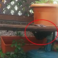 Roj čebel se je združil v gmoto pod klopco