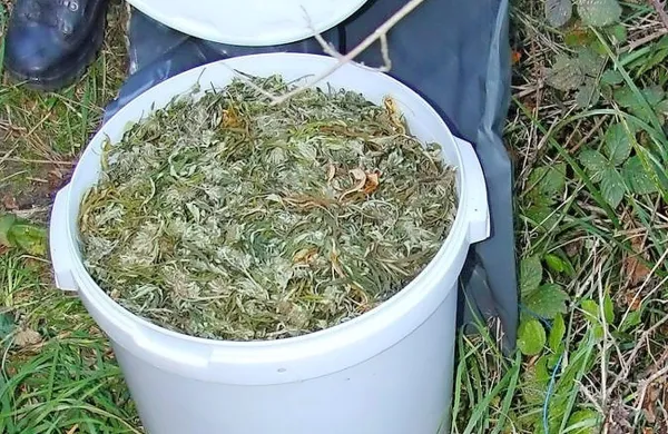 

Na Vogrskem so kriminalisti pri 69-letnem moškem konec 
oktobra 2015 našli več kot 40 kilogramov posušene indijske 
konoplje.



