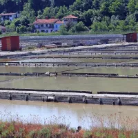 Foto sprehod po strunjanskih solinah