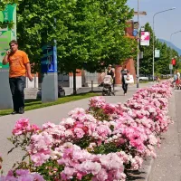 V mestu raste 12.000 vrtnic. Drugi najdaljši nasad je ob ulici 
Tolminskih puntarjev.