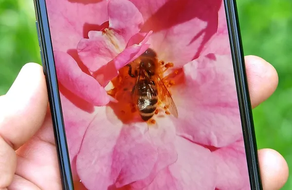 LG-jev 5,3-palčni zaslon vas ne bo razočaral.