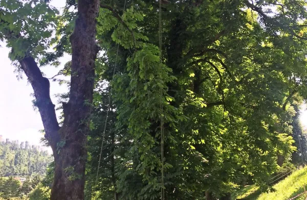 Vrv in znanje plezanja sta pomembni sestavini nege mestnih 
dreves.