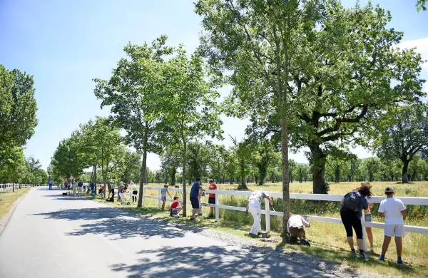 Obiskovalci Lipice so pobarvali dober kilometer ograje (foto)