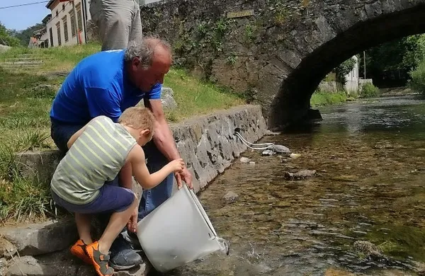  Pod starim mostom na Taboru v Vipavi so  v reko vložili skoraj 
1400 rib.