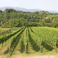 V Sloveniji je 3,4 odstotka vinogradov ekoloških, na Primorskem je delež nekoliko višji.