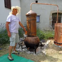 Sivko morajo destilirati v nekaj urah zatem, ko jo požanjejo, 
pravi Stojan Korošec.