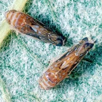 Samec in samica ameriškega škržatka (Scaphoideus titanus), 
prenašalca nevarne bolezni vinske trte.