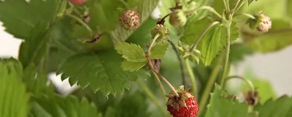 Gozdne jagode so pravi vir zdravja.