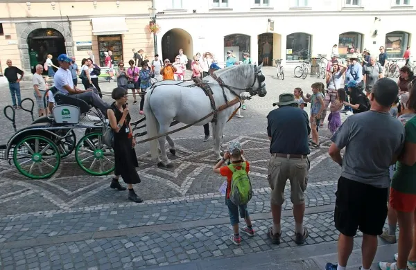 Pred Mestno hišo v Ljubljani sta včeraj  lipicanca   436   Pluto   
Geatana   XXXII   in   521   Conversano   Monteaura   XIX,   vprežena   v 
tekmovalno-maratonsko kočijo, na kateri je sedel naš reprezentant Miha Tavčar, predstavljala mimoidočim svetovno 
prvenstvo v vožnji dvovpreg.