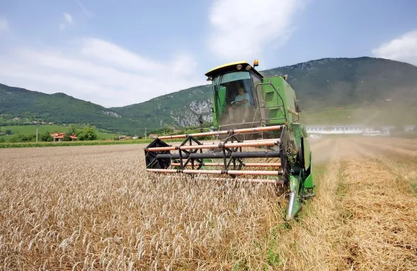 Letošnja odkupna cena pšenice za mletje bo med 140 in 175 
evri, odvisno od kakovostnega razreda in izhodiščne cene 
odkupovalca.