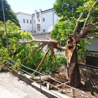 Podrto drevo in vejevje kazi dvori&scaron;če za Hotelom Koper