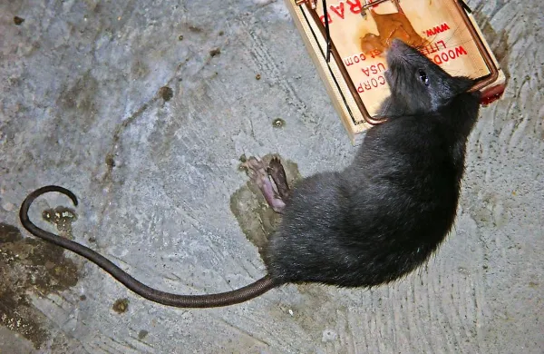 Podgano, ki se je ujela v past, je treba odstraniti z zaščitnimi 
rokavicami, uporabite tudi zaščitno masko. Kadaver morate zaviti v 
plastično vrečko in odložiti v smetnjak za biološke odpadke, ali pa, 
zavitega v plastično folijo, zakopati, posuti z apnom in zasuti z zemljo. 
Past nato z rokavicami očistite in dezinficirajte. 