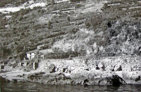  Terasasto obdelani bregovi ob tržaški obali leta 1957, s 
trtami, ki rastejo na latnikih.



  