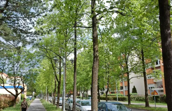Na Cankarjevi ulici je treba urediti kolesarske steze in 
obenem tudi parkiranje pred bloki. 