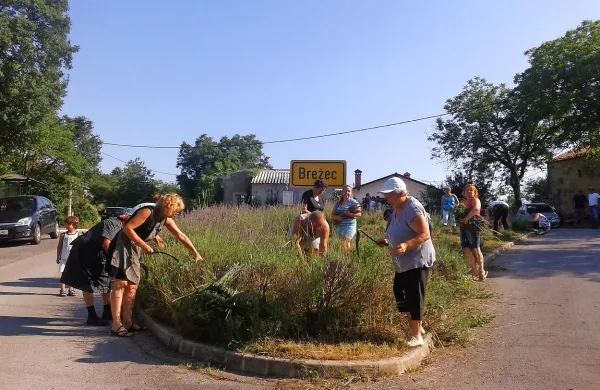 Že osmič v poletnem vonju sivke na Brežcu