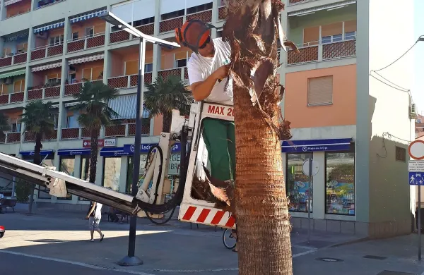 Palme niso več sku&scaron;trane