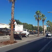 Palme niso več sku&scaron;trane