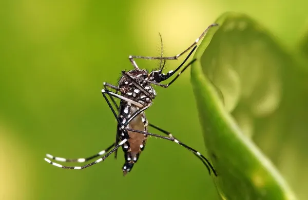 Komar Aedes aegypti