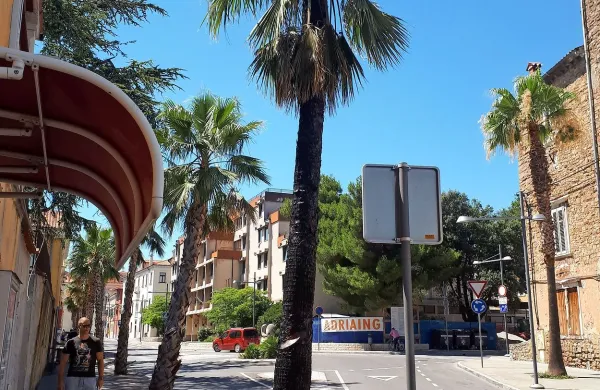 Vandali z ognjem nad palmo