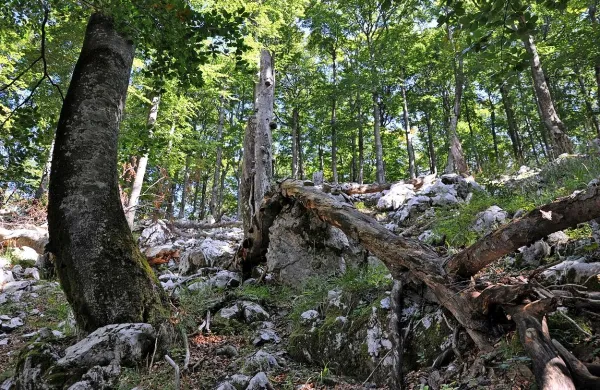 Območje Snežnika je edinstveno, ker tod bukev raste na 
gozdni meji. 