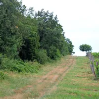 Gozd se vzpenja nad makadamskim parkiriščem pri Sv. 
Jerneju, ob njem so vinogradi.