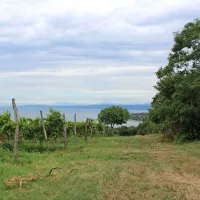 Naprodaj so &scaron;tirje hektarji ankaranskega gozda