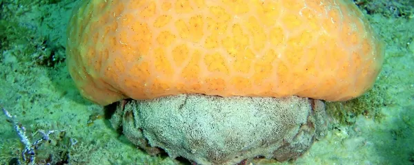 Volnata rakovica si za klobuk odreže kolonijskega oranžnega 
plaščarja.

 

             

