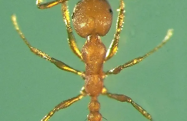 Faraonke so do 2,5 mm velike jantarno rumene mravlje z 
dolgimi tipalkami in dobro razvitimi črnimi očmi. 