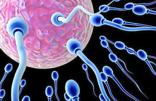 V zadnjih 40 letih pri mo&scaron;kih na Zahodu &scaron;tevilo semenčic upadlo za polovico