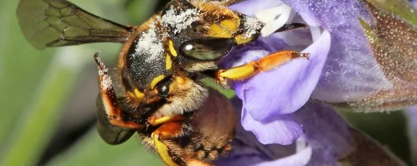 Čebela volnarka (Anthidium manicatum) na fotografiji s 
srednjo nogo strga pelod s hrbta. 