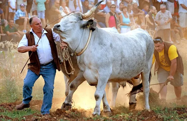V istrskem mestu Kanfanar so se v sklopu razstave istrskih 
volov že 27. zbrali tudi boškarini in njihovi lastniki.