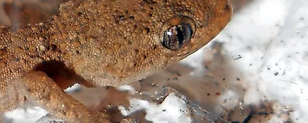 Portret gekona vrste Mediodactylus kotschyi iz Albanije. 