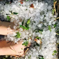 V briških vinogradih je debela kot lešnik, na Bistriškem pa kot 
jajca ali mandarine.  