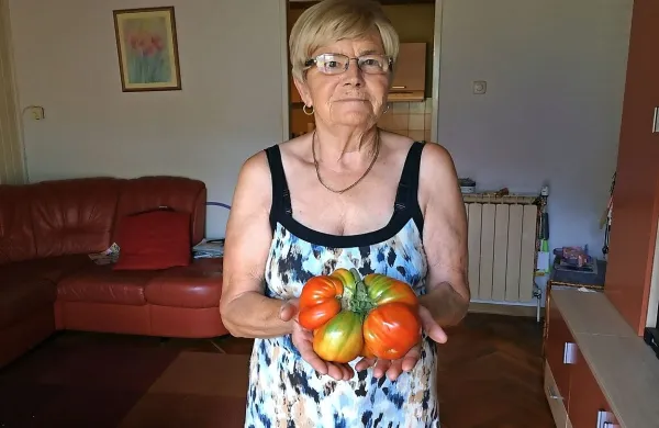 Paradižnik velikan je bil na meniju tri dni