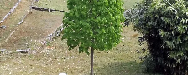  Lipa, ki raste pri Mrzlem studencu, je eden od poklonov 
prednikom, ki so se bili prisiljeni odpovedati svoji duhovni 
tradiciji.