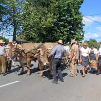 Iz Merč že tradicionalno prihajajo z volovsko vprego.
