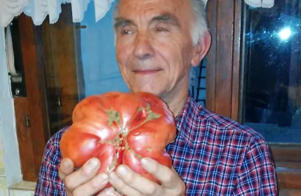 Antonov dva kilograma težak paradižnik