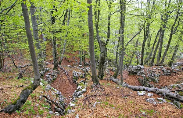 Fotografija je simbolična.