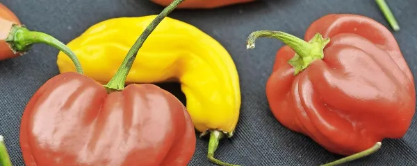 Pekoči čili je učinkovit preganjalec migrene.